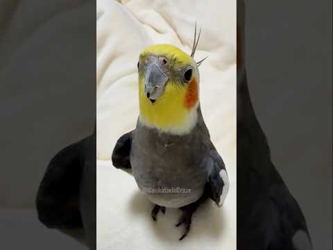 Larry journeyed all the way to the camera for his singing show, because why not? 😅🎶🦜#cockatielscraze