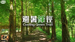 森林療癒系3  避暑綠徑 15℃沁涼健康步道 芬多精負離子吸到飽 杉林溪 水杉林 穿林棧道 樂山步道  松瀧岩瀑布 空拍向欣谷夕陽雲海 紓壓放鬆鋼琴曲 Relaxing Piano Music