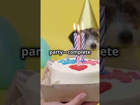 Hilarious Dog Moments: Christmas & Birthdays! 🎄🎂🐕 #FunnyDogs #DogLovers #DogMoments #hilariousdogs