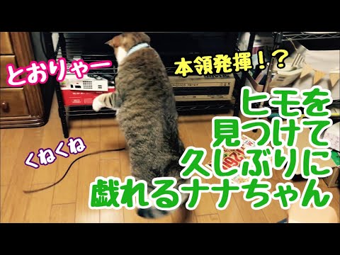 大きくなったと　感じざるを得ない　ネコ