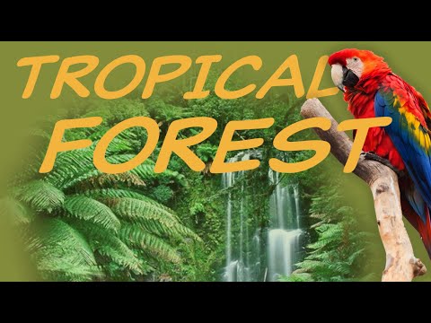 Explore the TROPICAL FOREST Biome 🦜 Nature Ecology & Environment