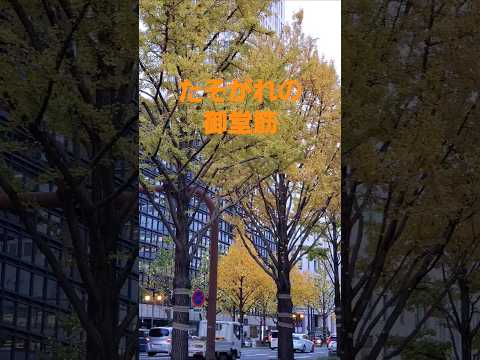 たそがれの御堂筋(海原千里万里)から御堂筋のイチョウ並木2024 #music #osaka #flowers #song #御堂筋 #癒し #御堂筋イルミネーション #イルミネーション #海原千里