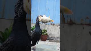 great cormorant eats the whole fish instantly