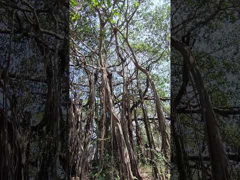 പാലക്കാട് കരിങ്കരപ്പുള്ളി കനാൽ ജംഗ്ഷനിലെ ആൽ മരത്തിന്റെ മനോഹര ദൃശ്യം