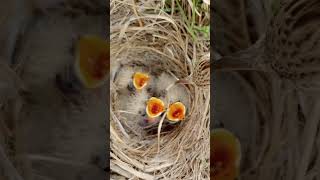 First Steps #LarkBabies #WildlifeLovers #shorts