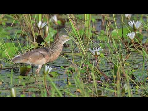 Squacco Heron (Ardeola ralloides) - Jakhaly-Sapu ricefields (Gambia) 23-11-2024