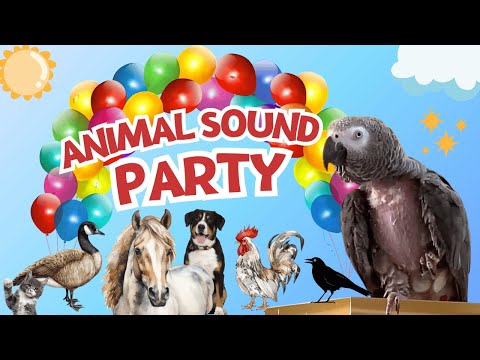 Einstein’s Animal Sound Party – Horses, Roosters, and More!