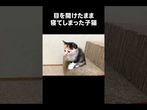 目を開けたまま寝てしまった子猫　#保護猫 #子猫