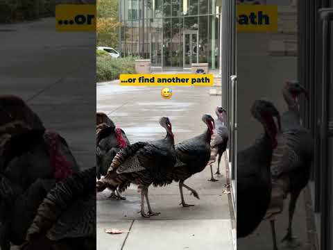 UC Davis Campus Wild Turkeys Do's & Don'ts