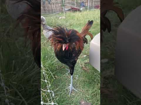 Golden Laced Polish Rooster  #PolishChicken #BackyardChicken #RaisingChickens