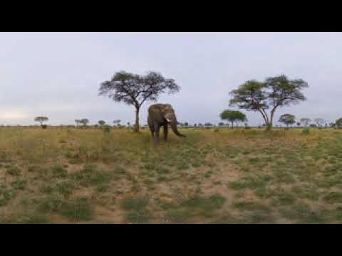 Murchison Falls - Official Teaser #1 - An Elephant's Intelligence (Short 8K 3D 360 VR Video)