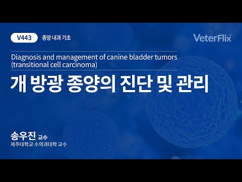 [베터플릭스][종양 내과 기초] 개 방광 종양의 진단 및 관리 (Diagnosis and management of canine bladder tumors)