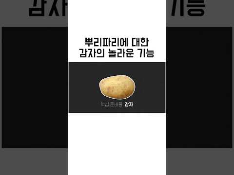 감자효능 이런 것도 있었네