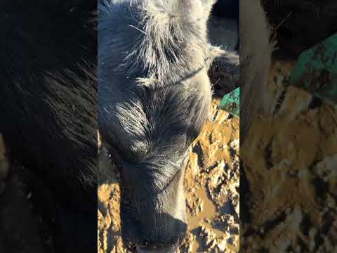 Curious little cows