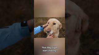 Symptoms Of Rabies In Your Dog #dogs #dogshorts #dogviral #dogvideo