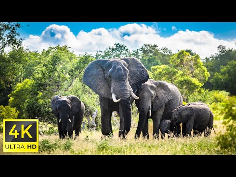 4K African Wildlife: Beautiful Wildlife Movie of Hwange National Park, Zimbabwe With Soothing Music