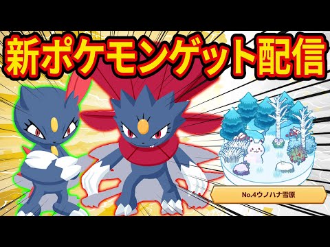 最強級新ポケモン「ニューラ/マニューラ」を狙うウノハナ雪原睡眠リサーチ配信【ポケモンスリープ】【ポケスリ】【Pokémon Sleep】