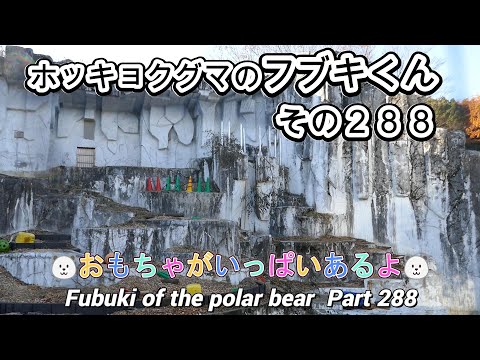 ホッキョクグマのフブキくん（２８８）🐻‍❄️おもちゃがいっぱいあるよ🐻‍❄️（東山動植物園）Fubuki of the polar bear Part 288