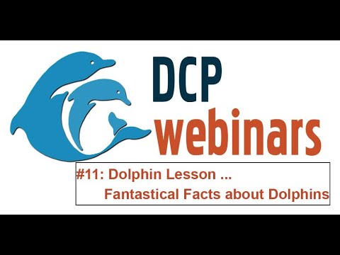 DCP Dolphin Lesson: Fantastical Facts about Dolphins!