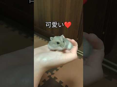 手乗りハムスター　お散歩へ行く（ピク）#ハムスター #cuteanimal #手乗りハムスター #お散歩#可愛い #癒し#hamsters