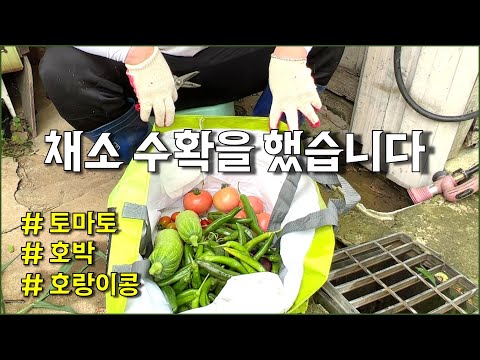 주말농장 수확을 했습니다 / 토마토, 애호박, 가지, 호랑이콩 / countryside, vegetable, gardening