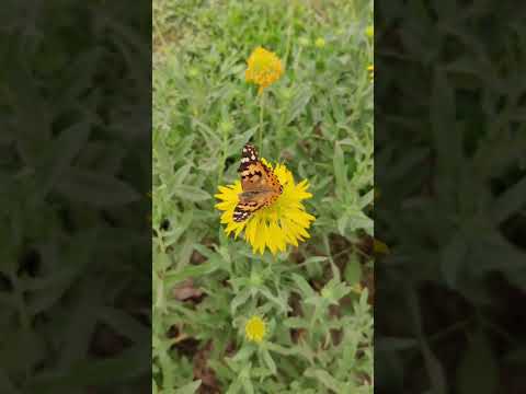 #butterfly 🦋