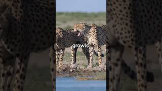 Cheetahs 3 Facts Kids Love! Education #forkids #kidsshortsvideo #kidslearning #animalfacts #cheetah