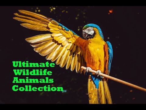 Ultimate Wildlife Animals Collection Video - World Discovery Animals and Nature beauty