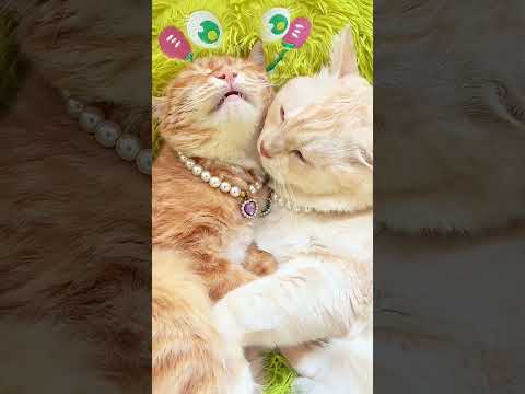 猫たちのふにゃふにゃとした素敵な時間The cats’ wonderful time of purring and soft meows#猫カップル会話動画#cutestcatcoupleshorts