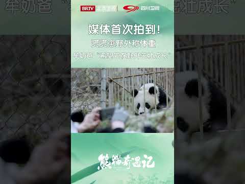 #Panda Adventure# First time captured by the media! Xianxian’s cub weighed in in the wild.