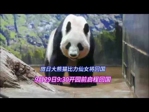 旅日大熊猫比力仙女9月29日9:30开园前返回中国