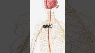 #brain #spinalcord #mcatstudy #premedicalstudents #nervoussystem #medtoday