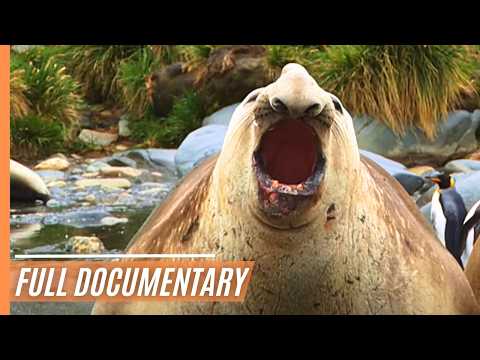 Antarctic Wonders: Wildlife in the Frozen Realm | Full Documentary