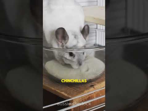 Chinchilla the cutest animal  #wildlife #shorts