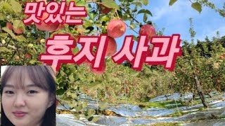 [사과재배] 맑은 착색을 위하여 미량원소 8년째 시비하다