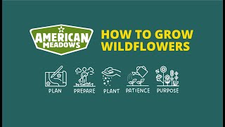 How To Grow Wildflowers | American Meadows