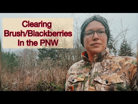 Clearing Brush/Blackberries in the PNW