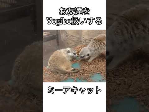 お友達をYogibo扱いするミーアキャット　#可愛い #ミーアキャット#Yogibo#ヨギボー#リラックス#おもしろ動画