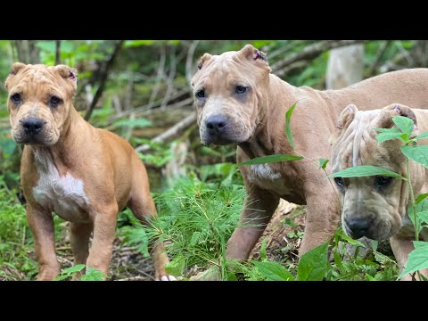 This litter of puppies still amazes me! The rarest coloring in the world!