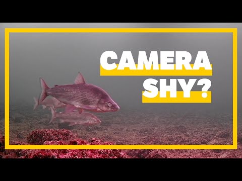 Are Whitefish Camera Shy? (Lake Simcoe)