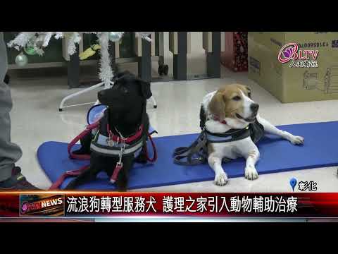 20250108流浪犬重生為陪伴犬 進駐長照機構療育長者心靈｜‪ @FGSBLTV