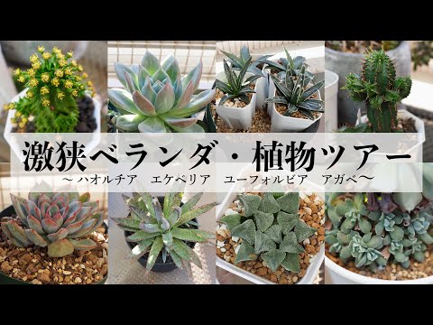 激狭ベランダの植物ツアー｜多肉植物｜ハオルチア・エケベリア・ユーフォルビア・アガベ｜PLANT TOUR