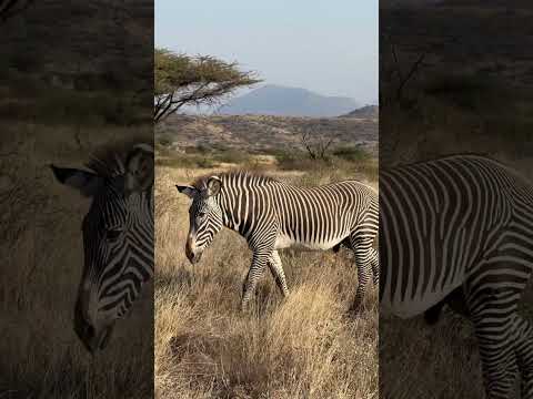 Samburu, Kenya safari in 2024