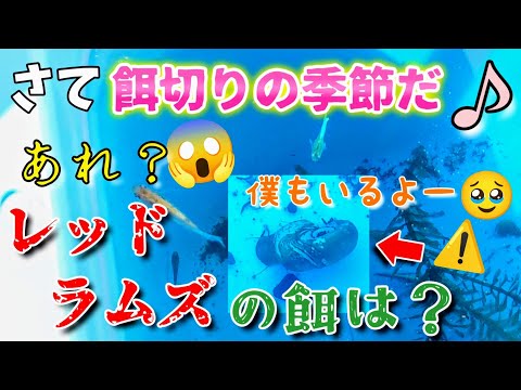 【メダカ】さて餌切りの季節だ♪、、ん？レッドラムズホーンの餌は？！#寒波#越冬#めだか