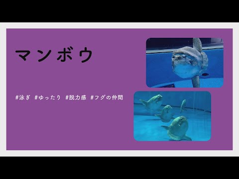 【#かわいい#楽しい#癒し水族館に行こう】マンボウ