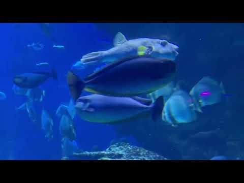 Sea Life London Aquarium Complete Walkthrough Tour