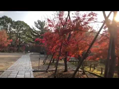 京都をウロウロ❣️    仁和寺の紅葉が見頃に