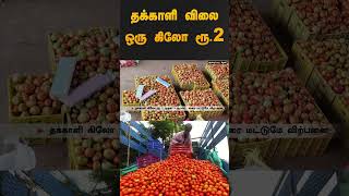 தக்காளி விலை ஒரு கிலோ ரூ.2 | #tomato | #shorts