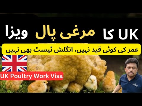 UK Poultry Visa | UK Murgi Pal Visa | No Age Limit | No English Test | In Hindi/Urdu | No IELTS |