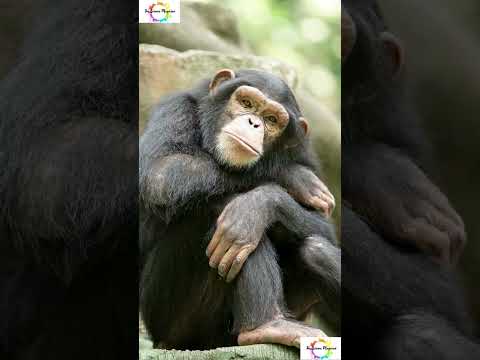 Facts About Male Chimpanzees That you won't believe!! #shorts #shortsfeed #facts #weirdanimals